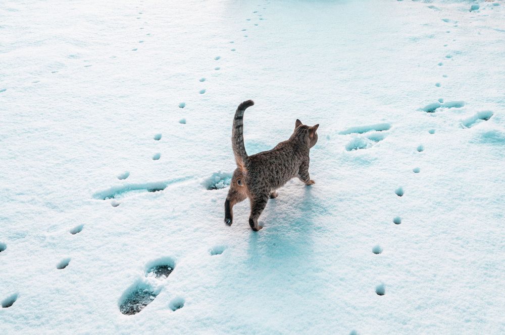 Фотография автора Anna Borisneva Labelle