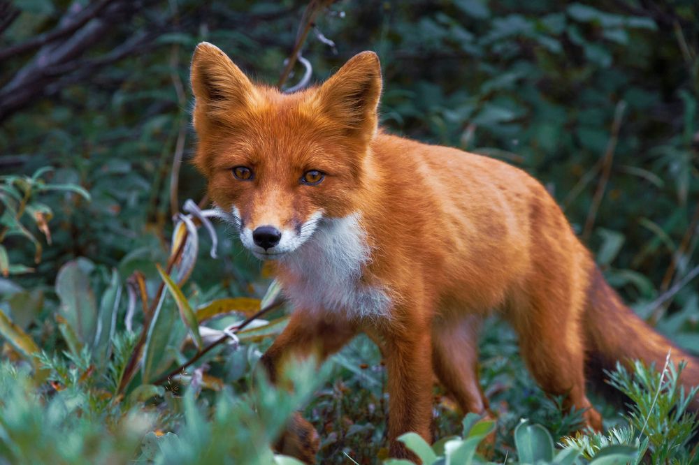 Photograph by Слащилина Нина