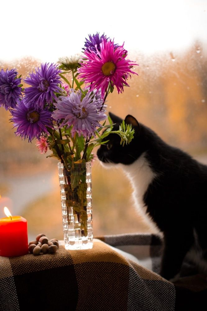 Photograph by Александра Драчук