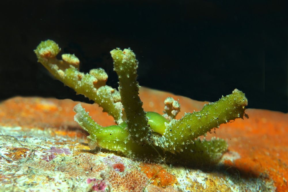 Фотография автора Владимир Чубенко