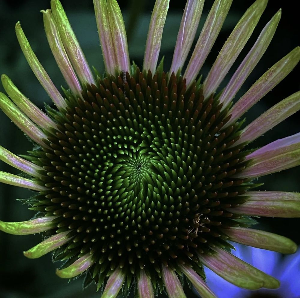 «Цветы России»