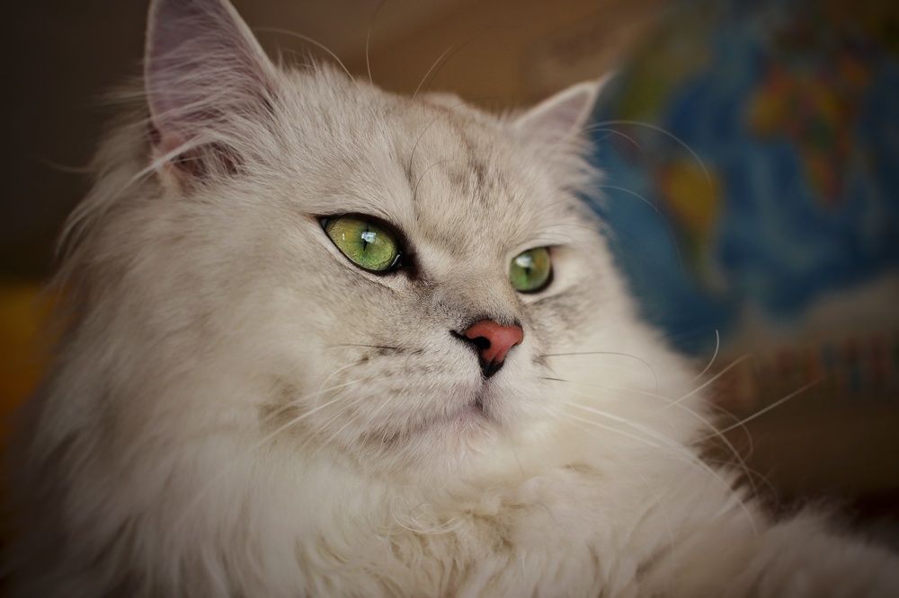 Photograph by Роман Достовалов