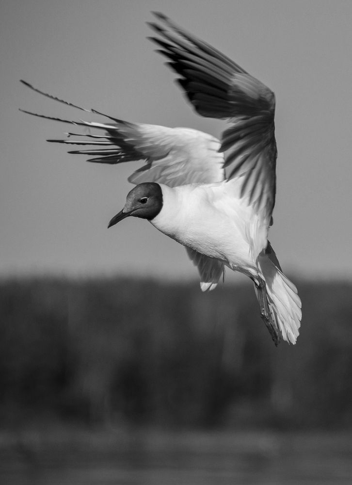 Реверс обратной тяги.