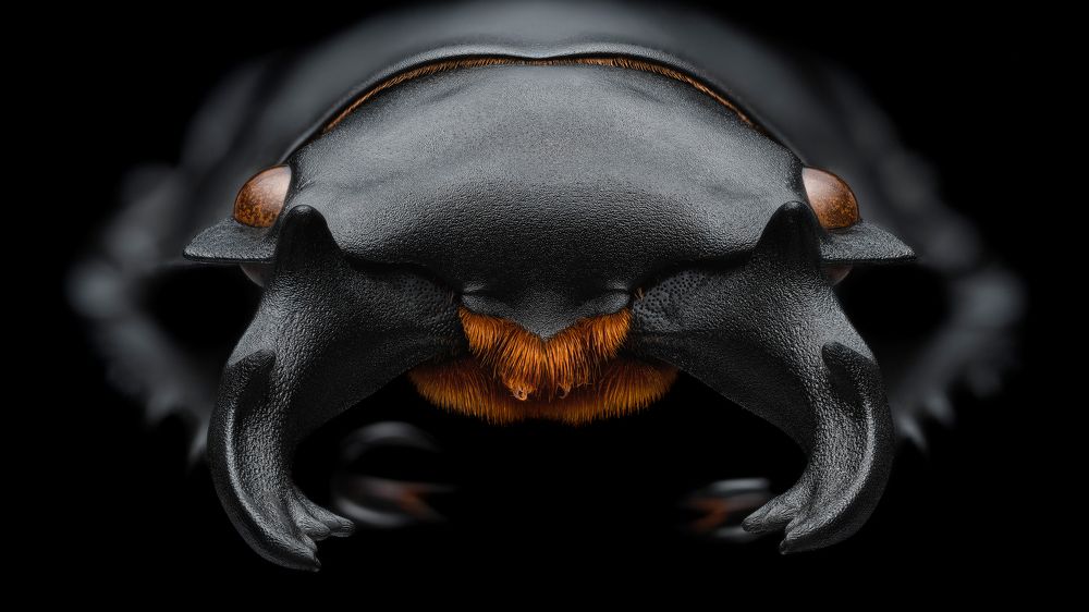 Beetle Portrait