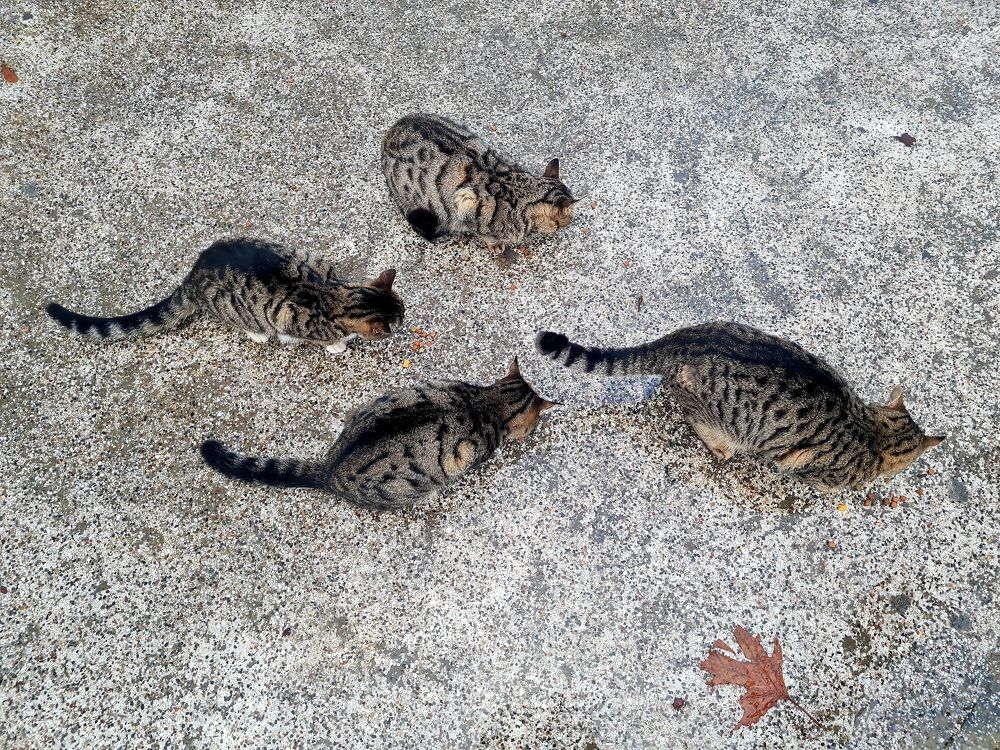 Великолепная четверка