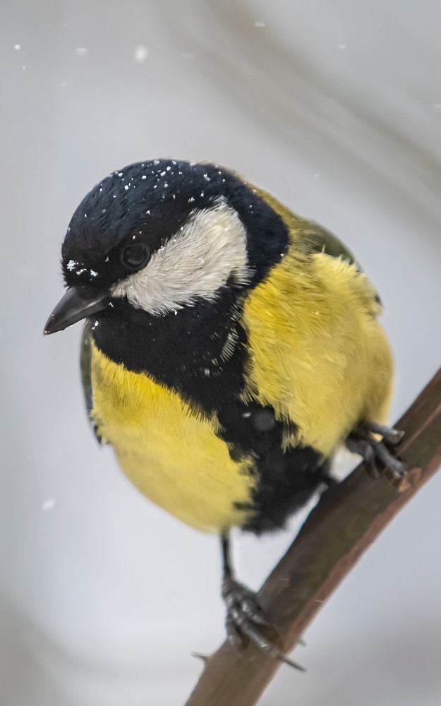 Photograph by Кристина Дугина