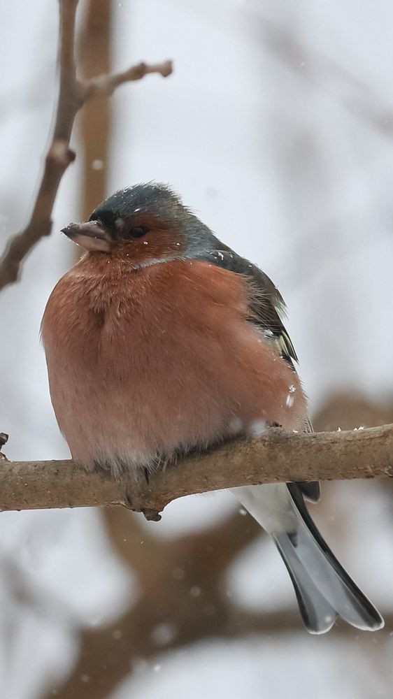 Photograph by Кристина Дугина