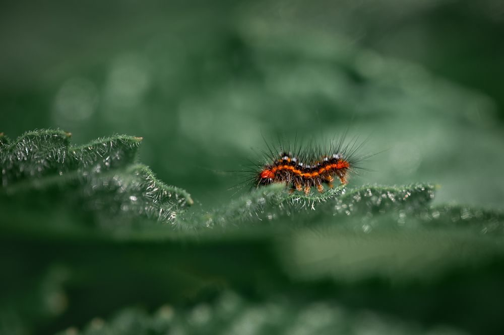 Фотография автора Зоя Галимова