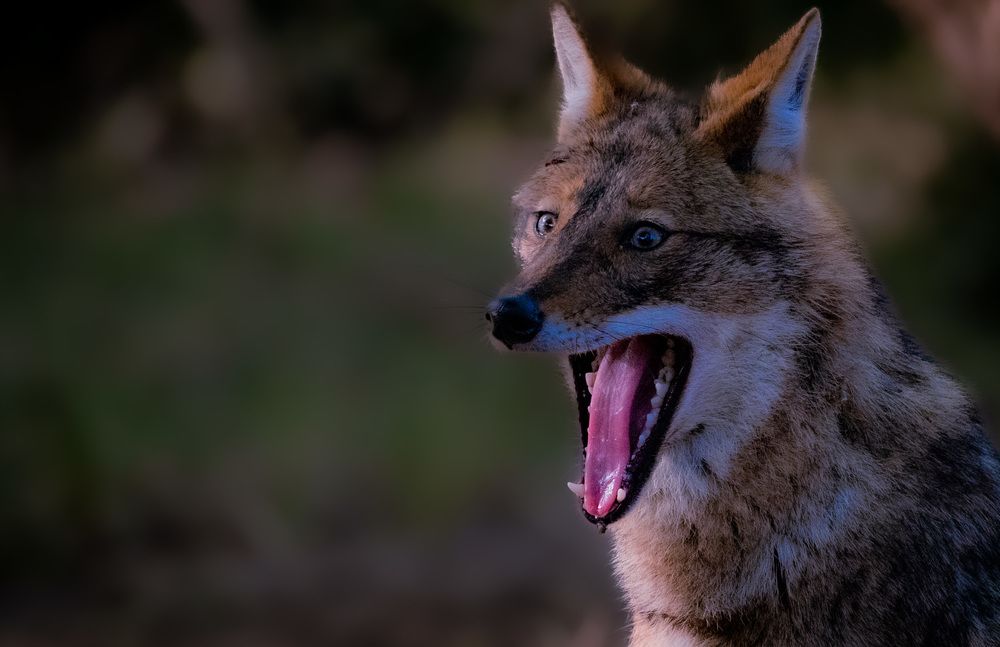 Photograph by Harsha Devalla