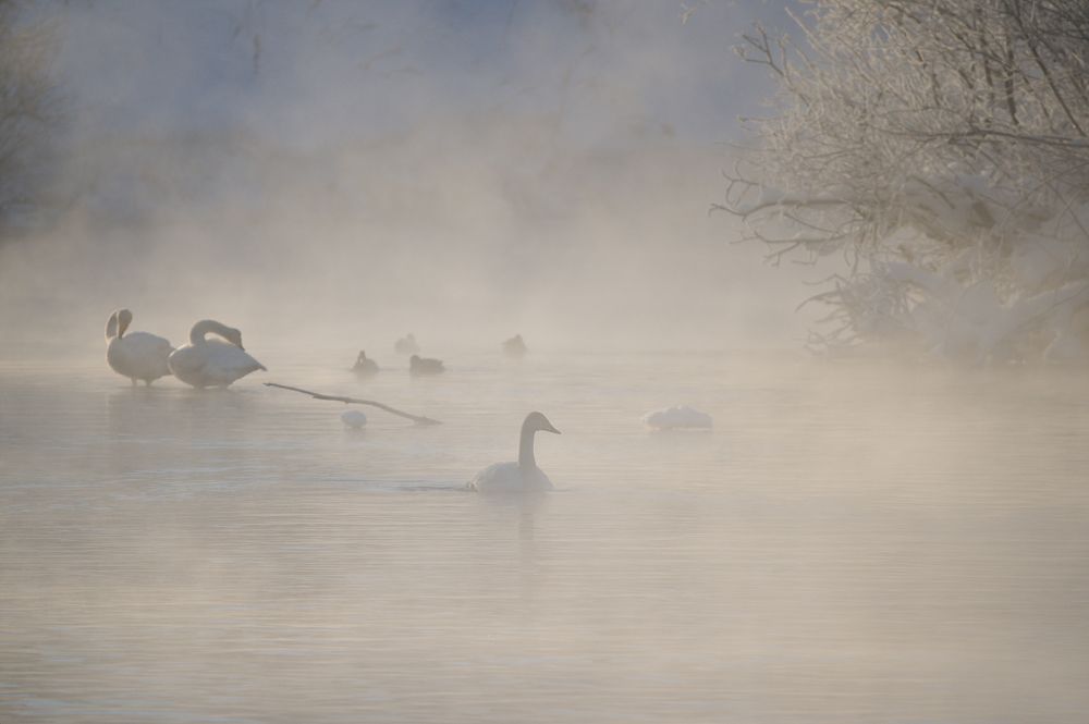 Photograph by Jaap van der Kooij