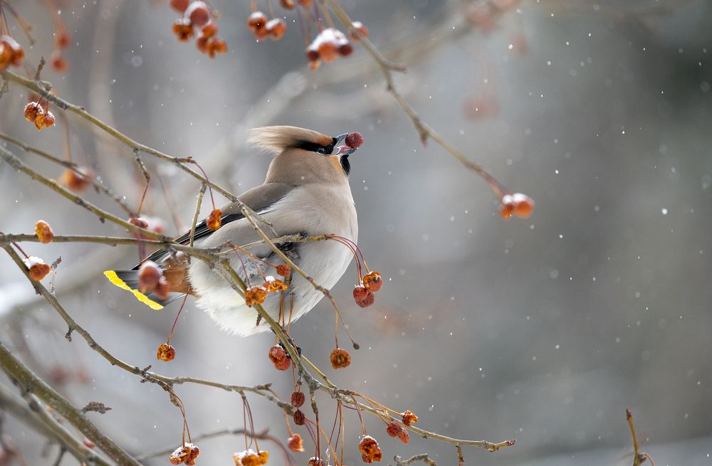 Photograph by Jaap van der Kooij
