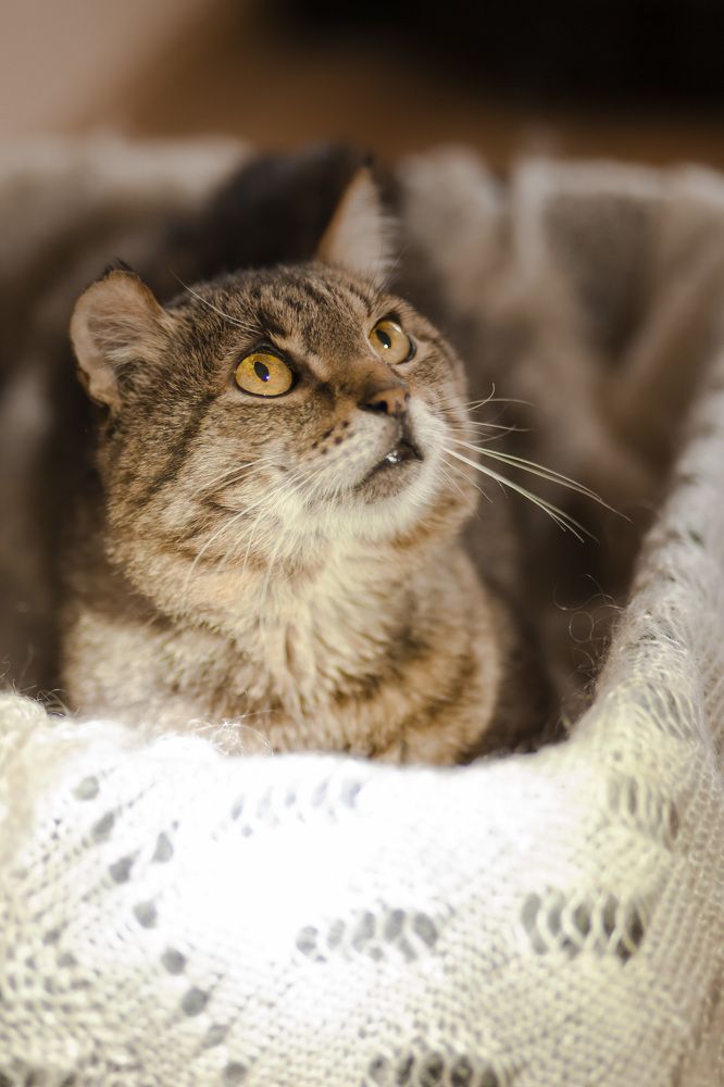 Мой ласковый и нежный друг