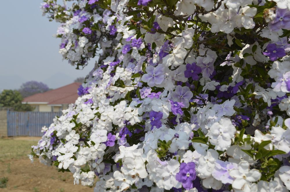 Photograph by Getrude Shamiso Manase