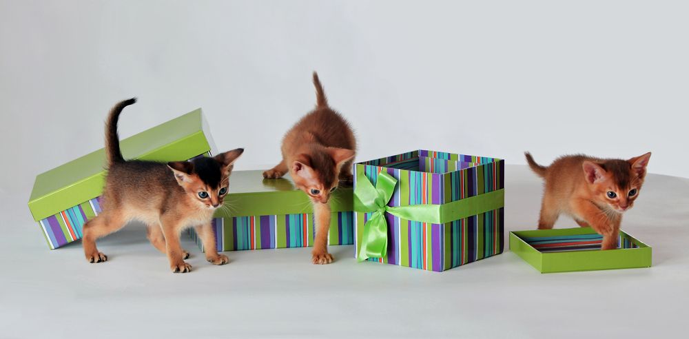 Про непослушных котят.