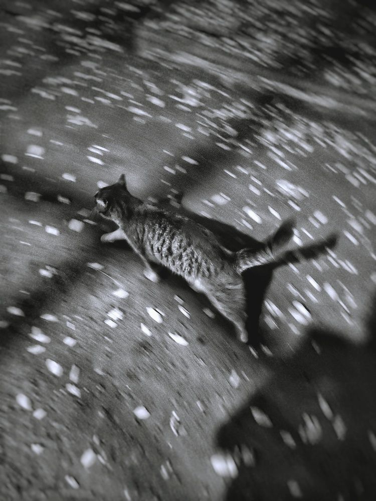 Photograph by Алла Холодова