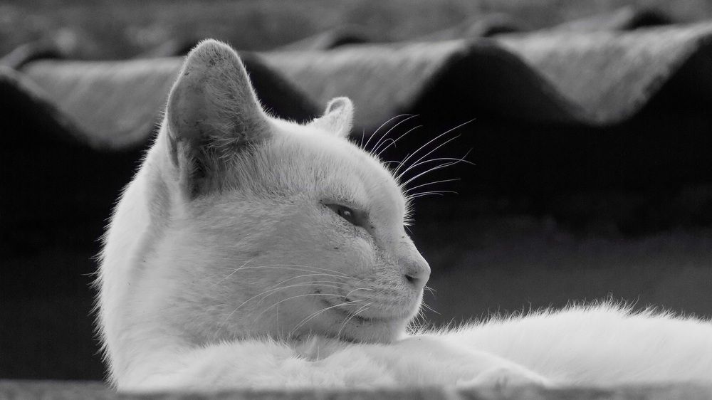 Mood is the real king