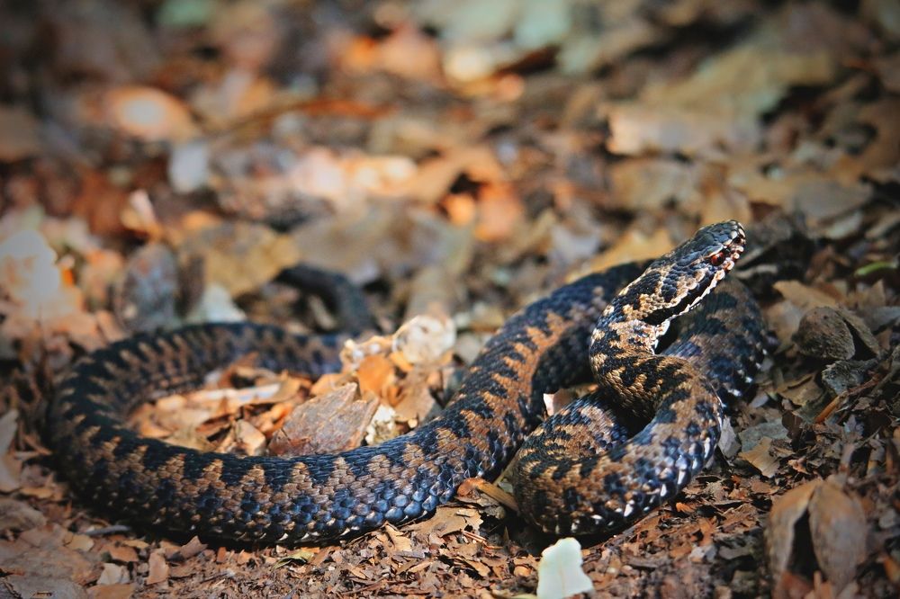 Фотография автора Sebastian Popa