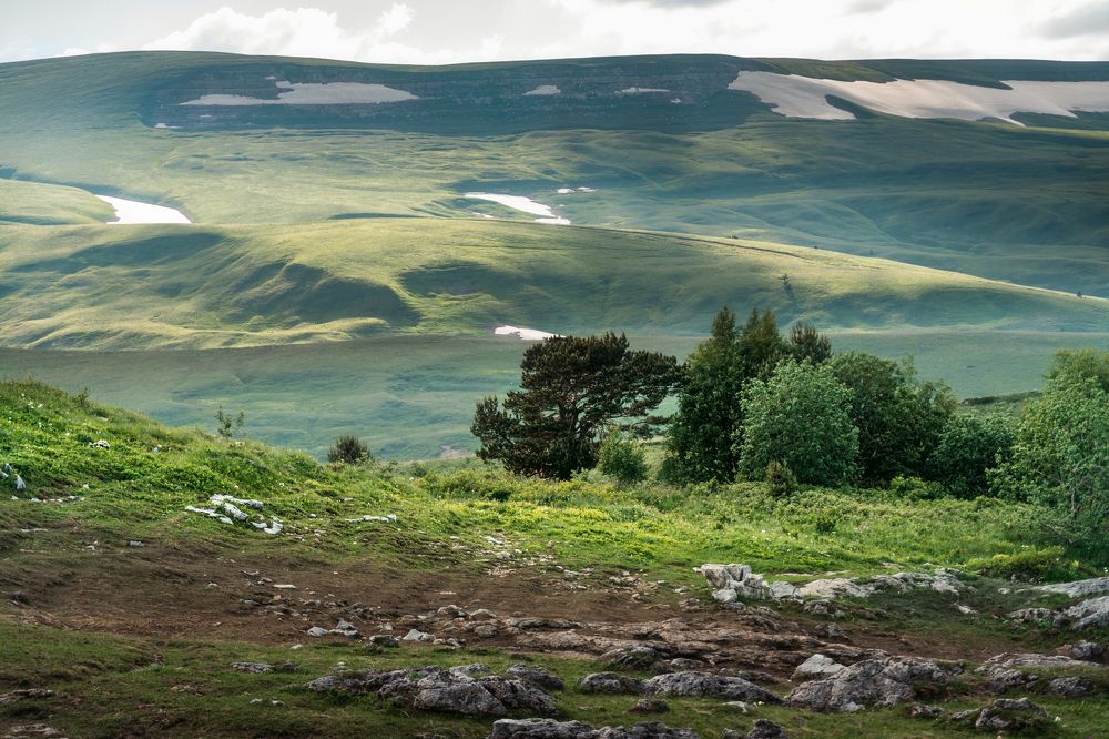 На зелёном ковре