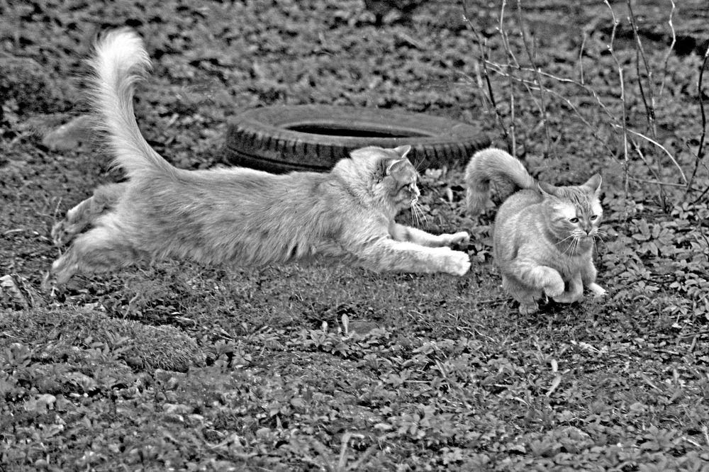 Любовные игры.