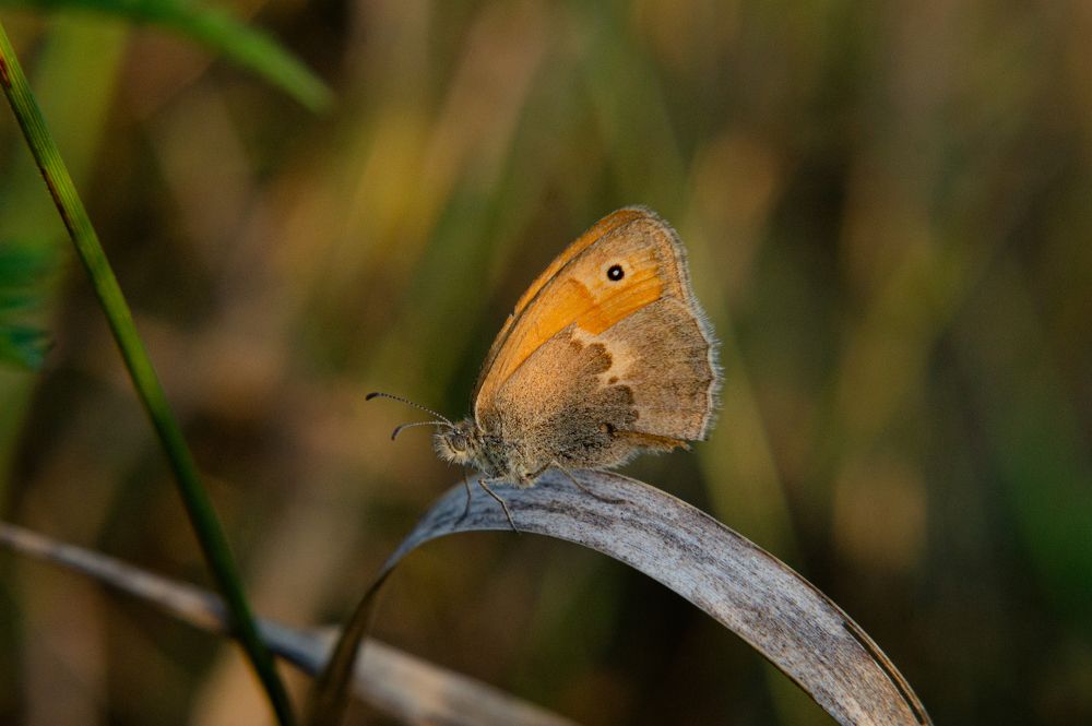 Photograph by Ариадна Подмогильная