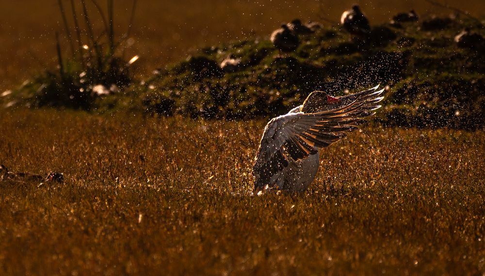 Photograph by Harsha Devalla