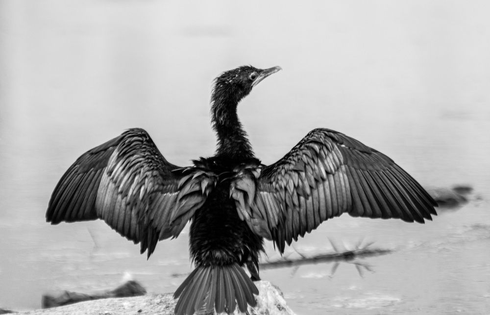 Photograph by Mathew Nishanth A