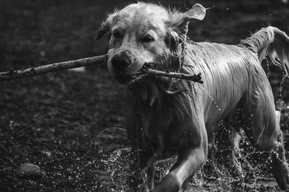 Беги, Мартин! Беги!