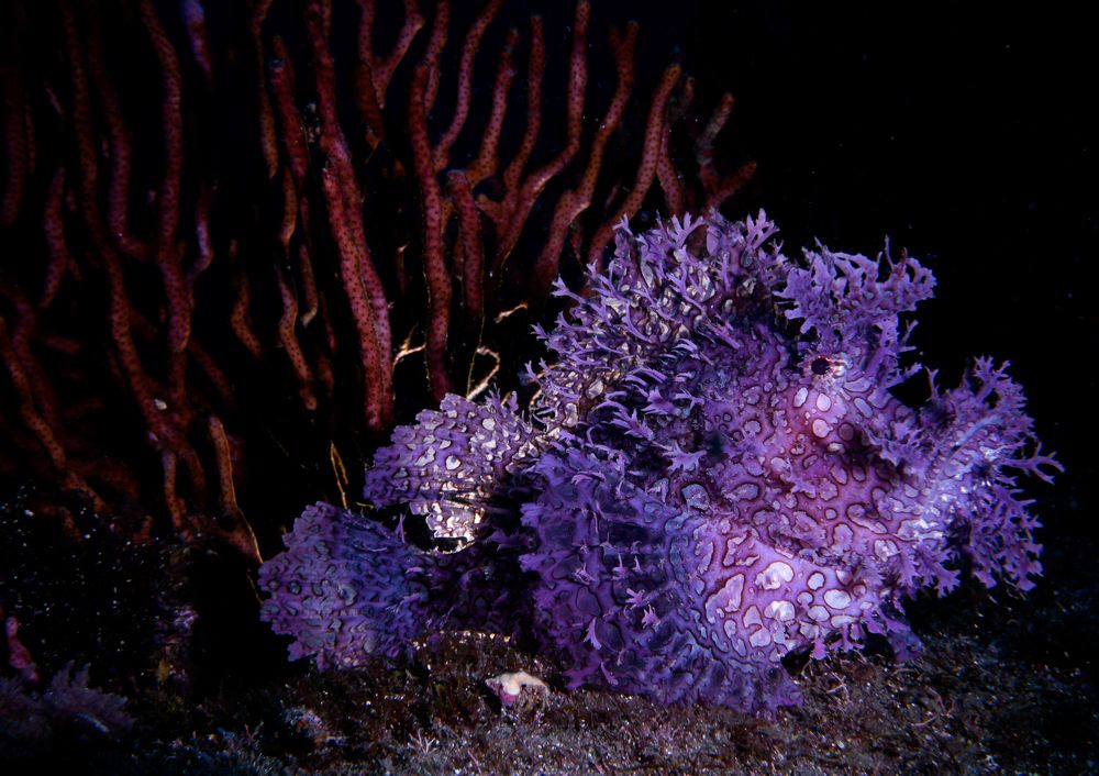 Фотография автора Ichinoseki Sayaka