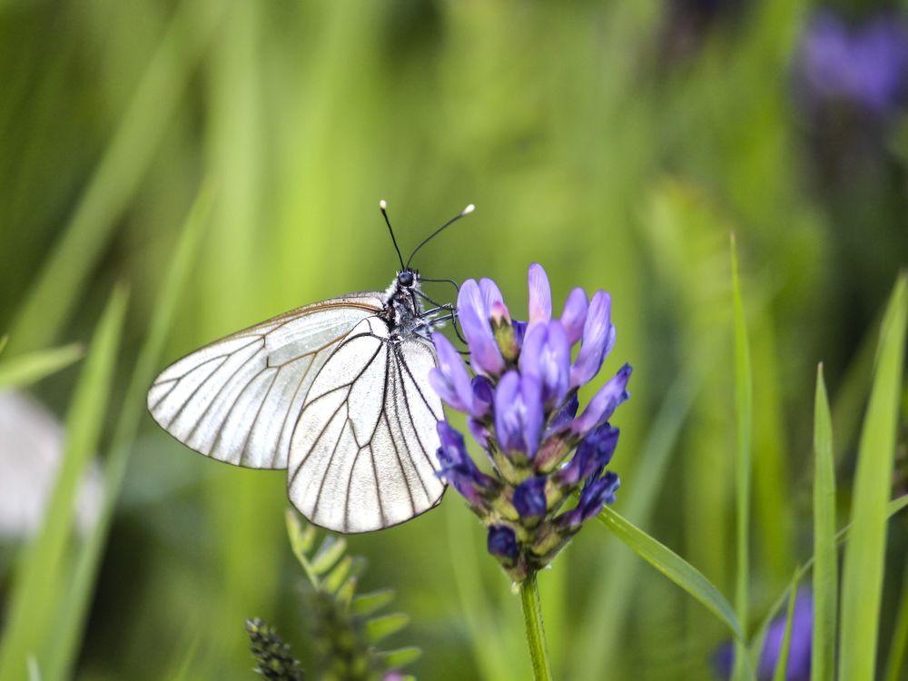 Photograph by Юлия Серазетдинова