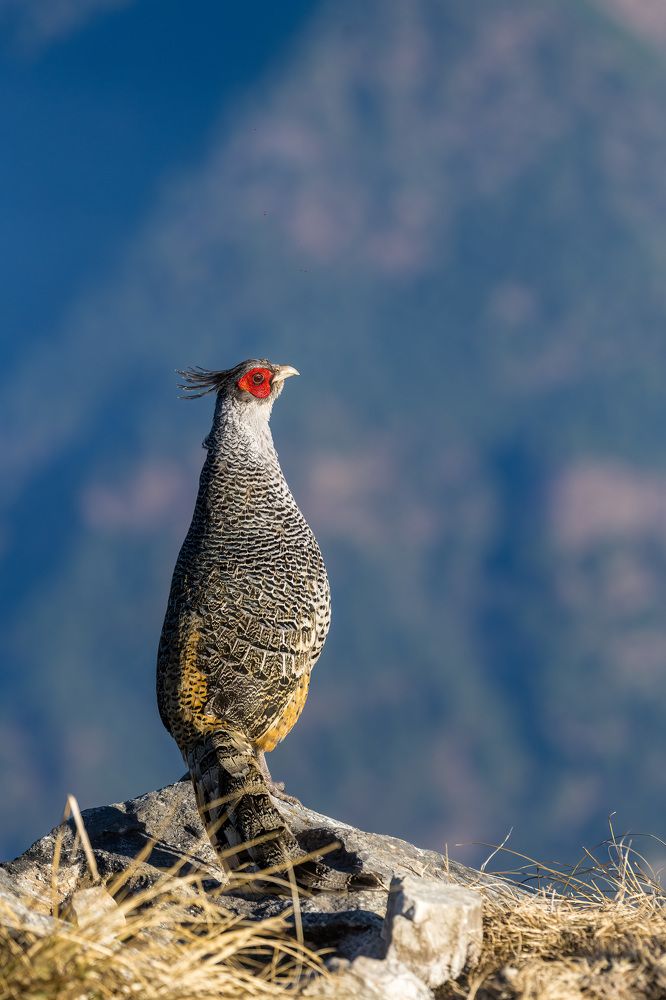 Photograph by Bidyut Saikia