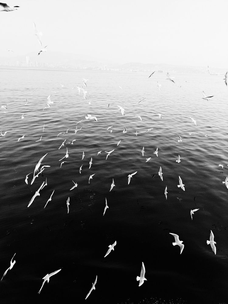Photo #8795379