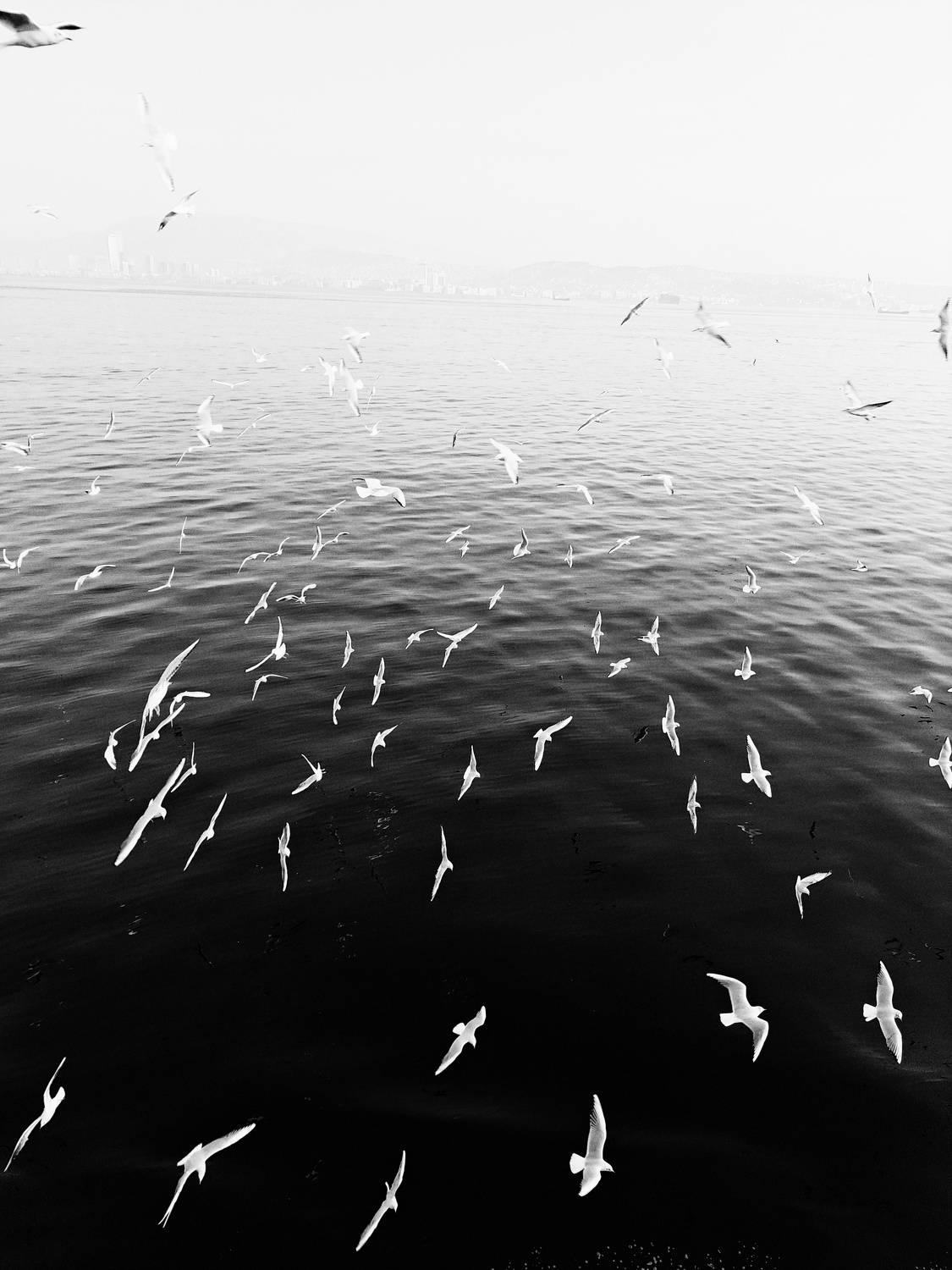 Photo #8795379