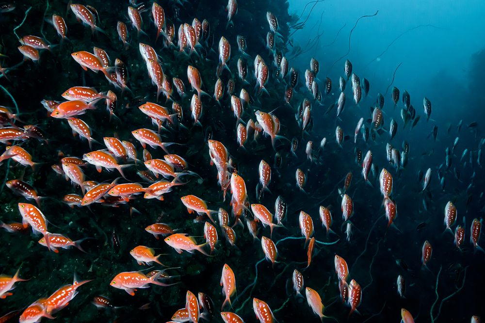 Фотография автора Ichinoseki Sayaka
