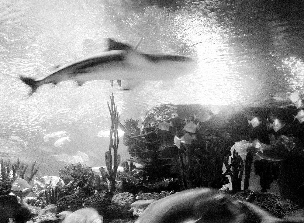 Photograph by Кристина Шмырева