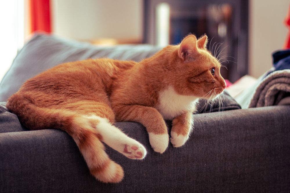 Фотография автора Marija Burianova