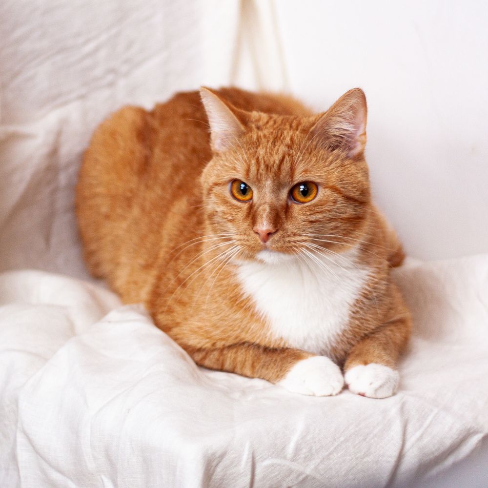 Фотография автора Marija Burianova