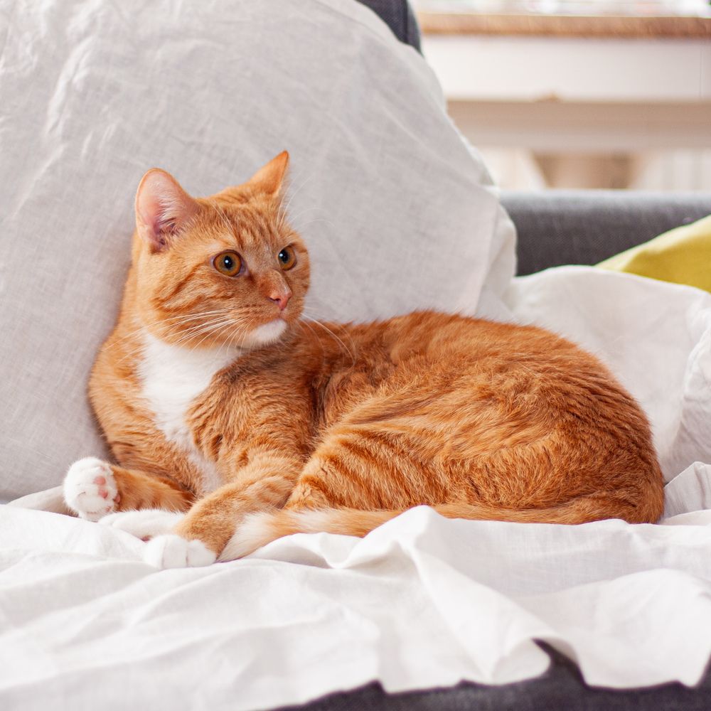 Фотография автора Marija Burianova