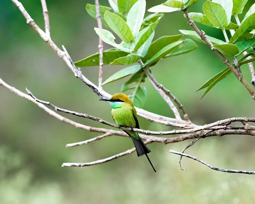 Photograph by Mahesh Krishna