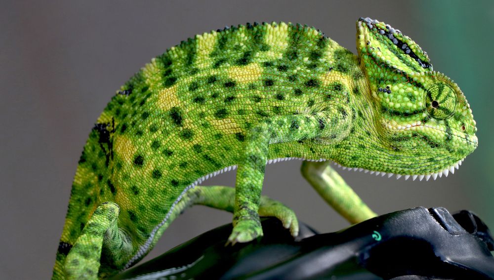 Photograph by Kiran K. Kandalgaonkar