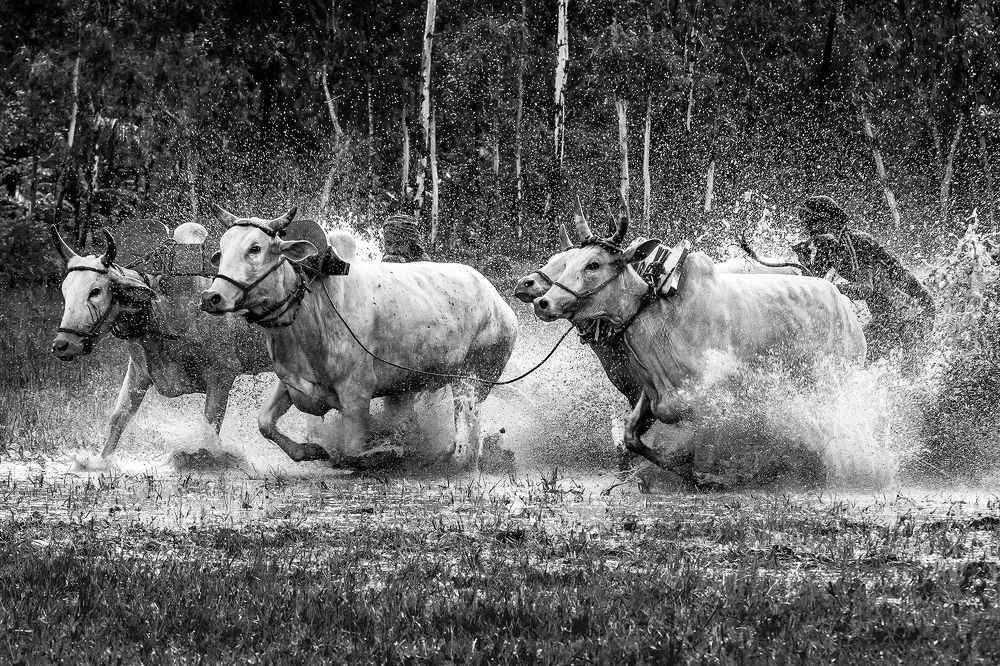 Running For The Triumph