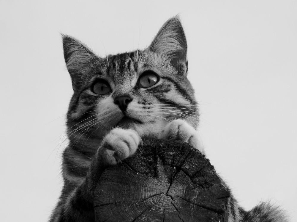 С высоты кота