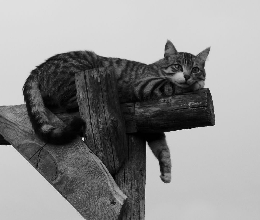 Покоритель высот