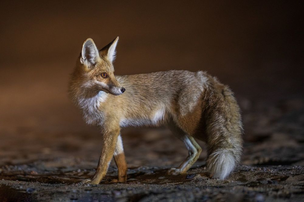 Photograph by mohammad esteki