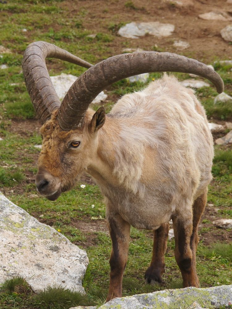 Кавказский тур