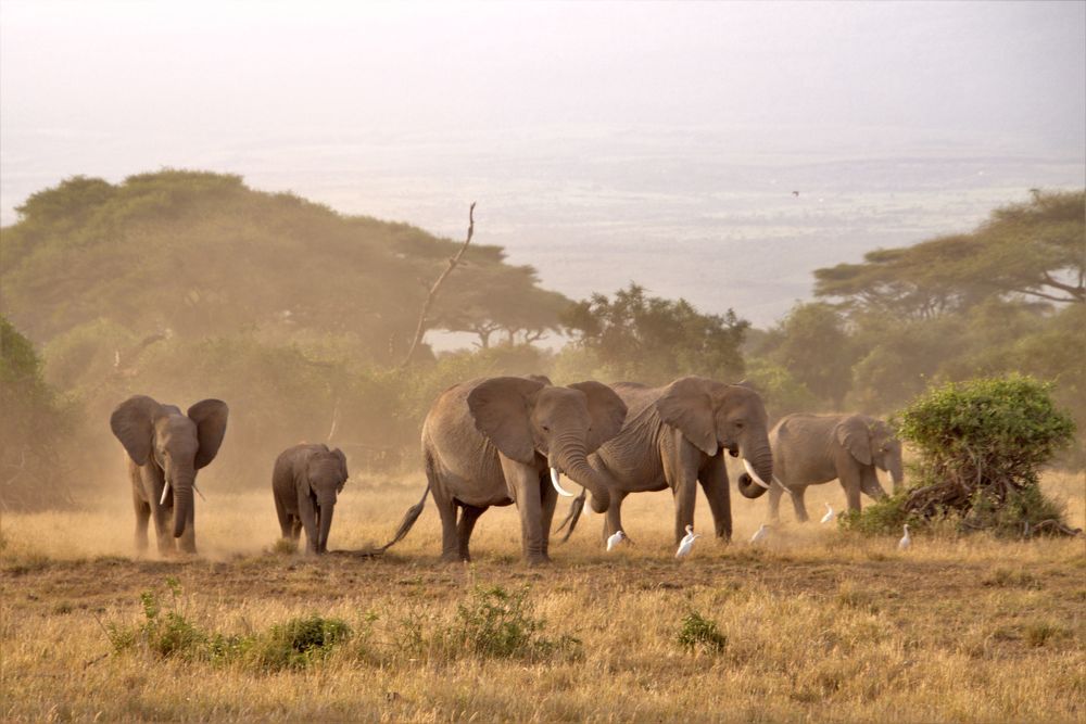 Elephant Pride in Amboseli National Park