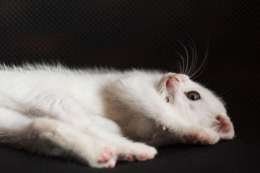 Photograph by Alena Gurenchuk