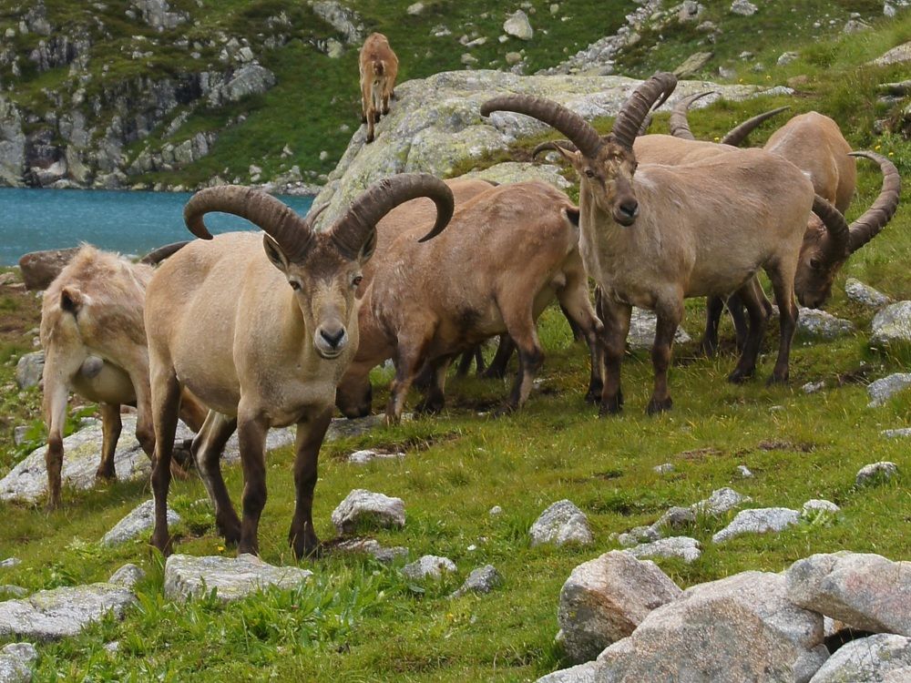 Кавказские туры