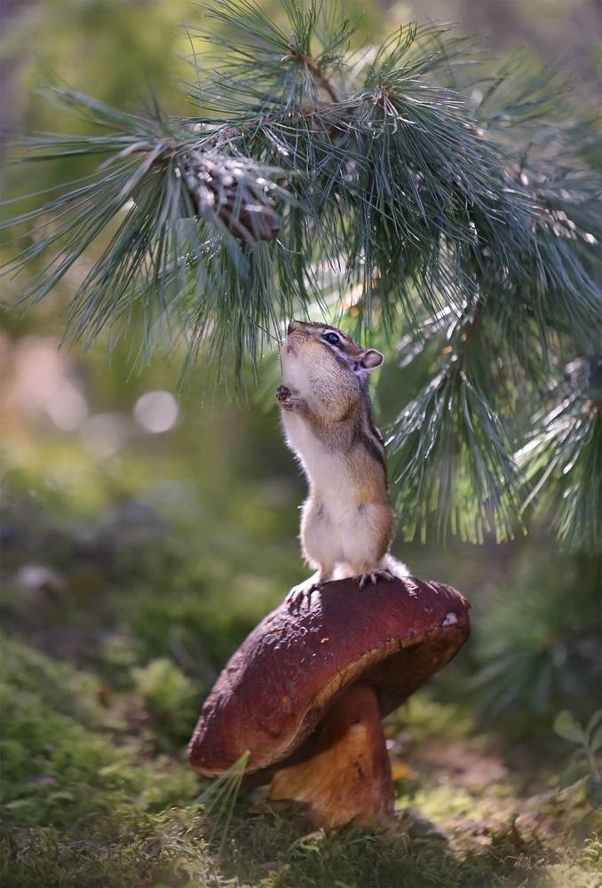 За грибами! За ягодами!