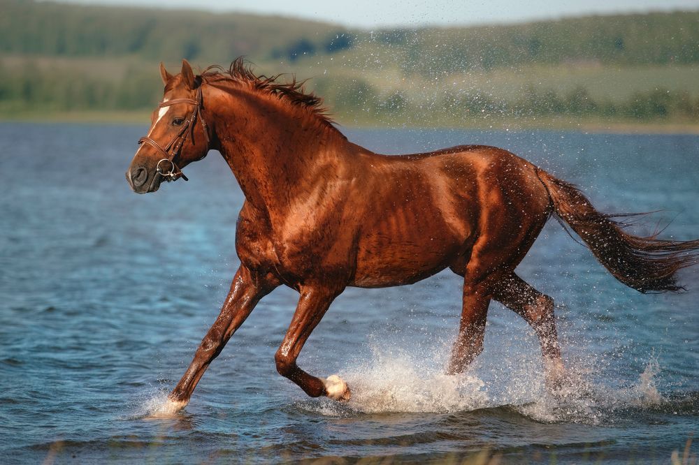 Фотография автора Олеся Евгеньевна