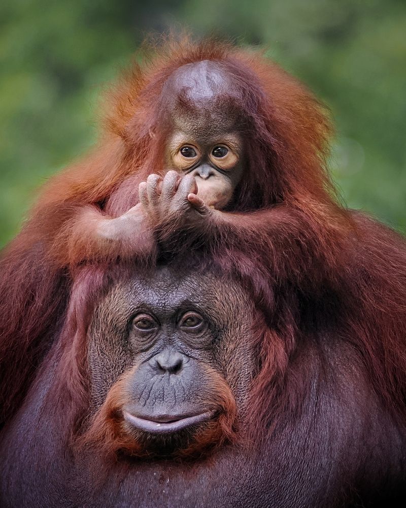 baby orangutans with mum